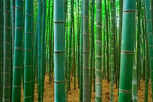 Bambular