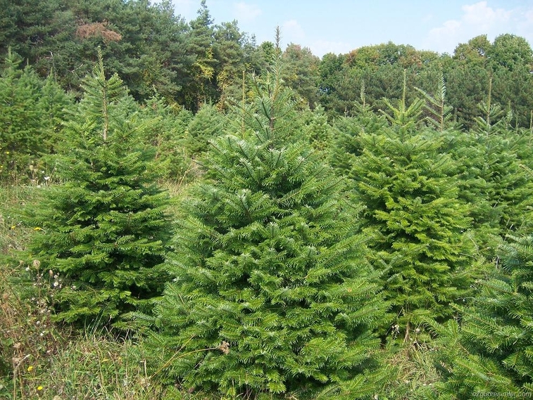 Abies (Göknar)