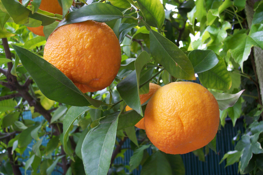 Citrus Aurantium